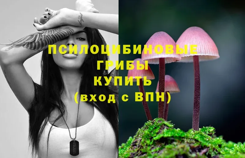 купить  цена  Берёзовский  Псилоцибиновые грибы MAGIC MUSHROOMS 